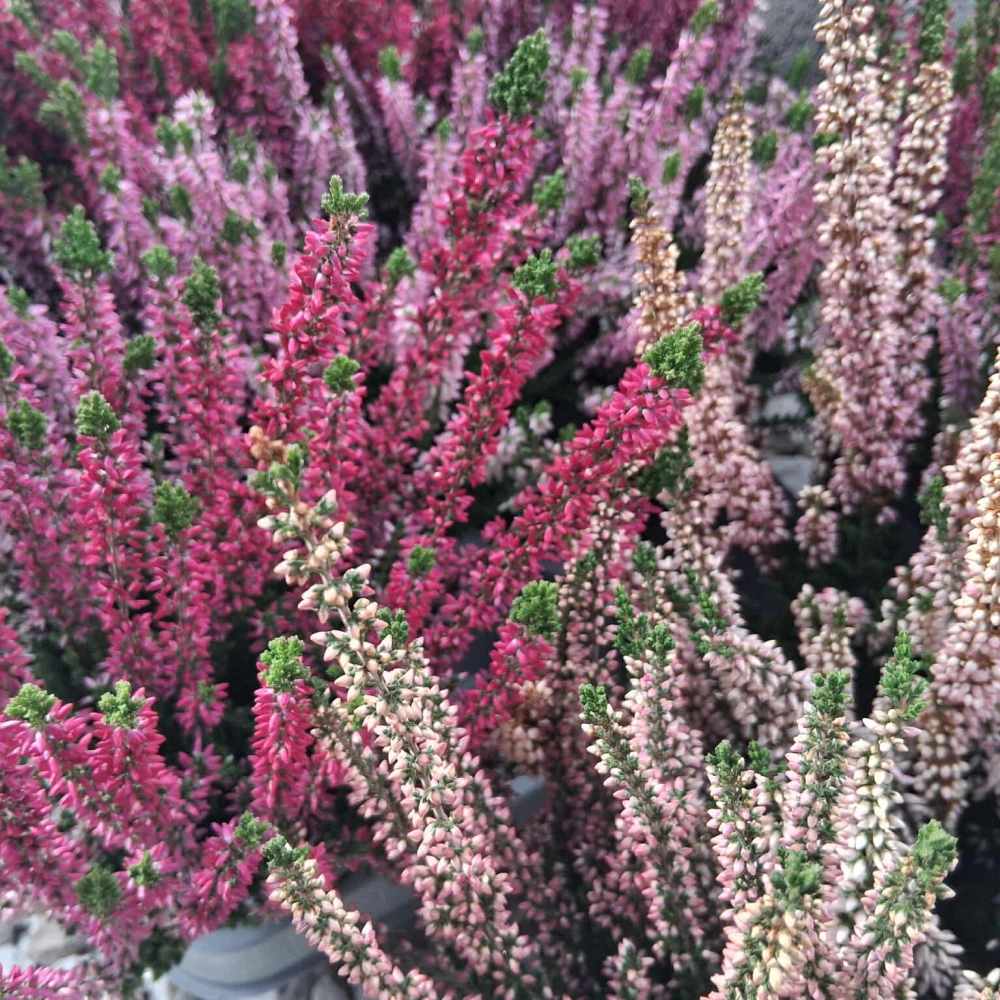 Édenkert Virágműhely interjú