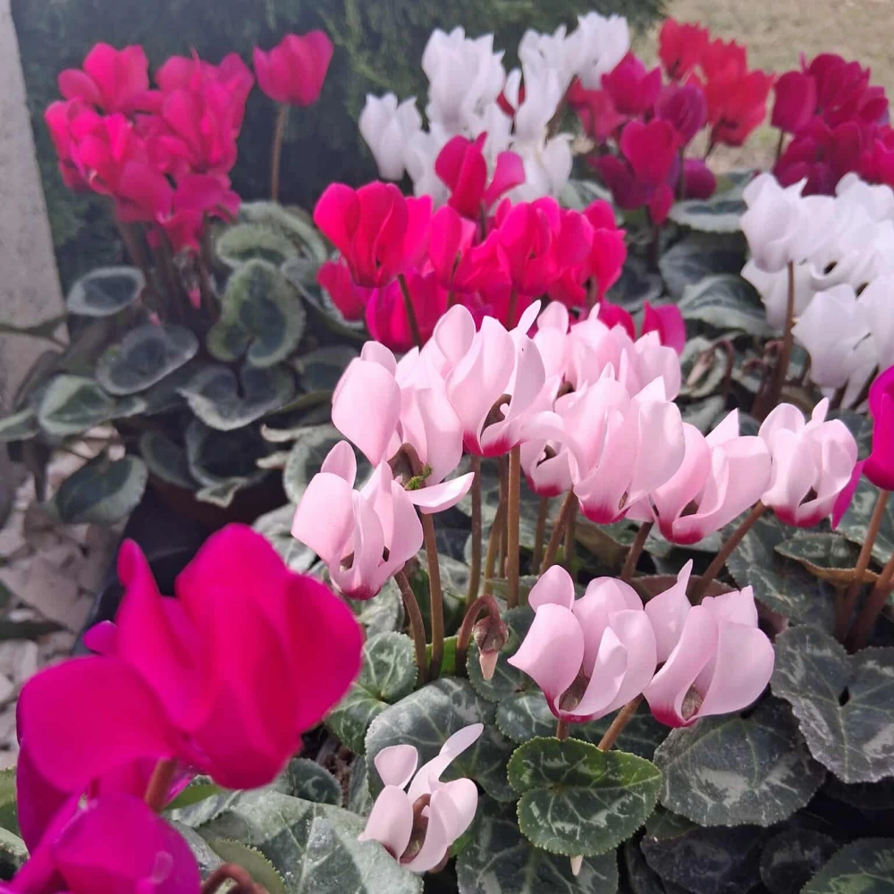 Édenkert Virágműhely üzlet és elérhetőségek