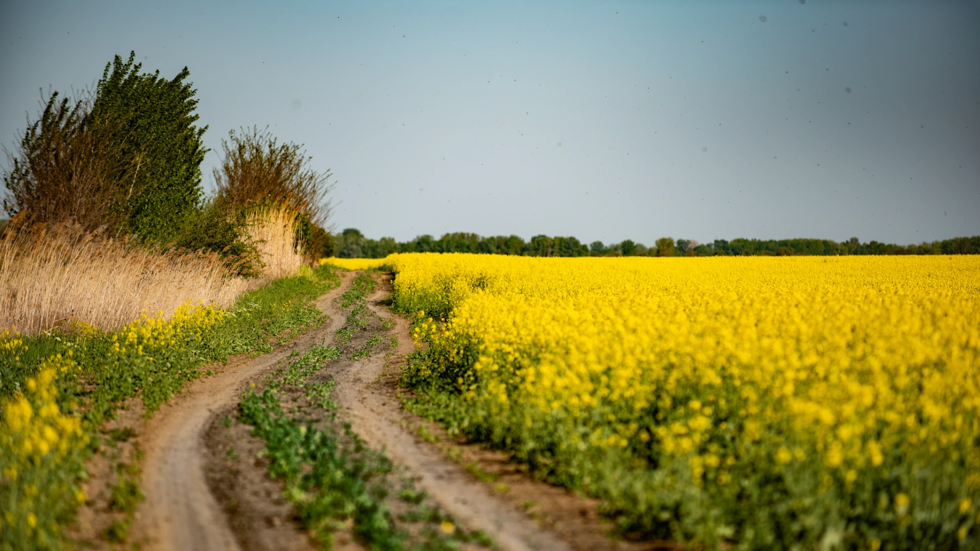 Tiszaföldvár álláshirdetések